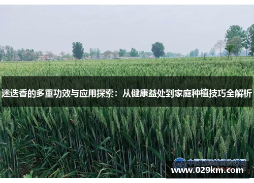 迷迭香的多重功效与应用探索：从健康益处到家庭种植技巧全解析