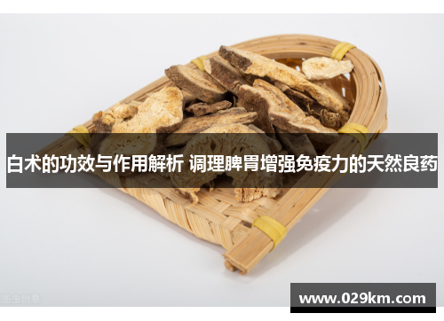 白术的功效与作用解析 调理脾胃增强免疫力的天然良药