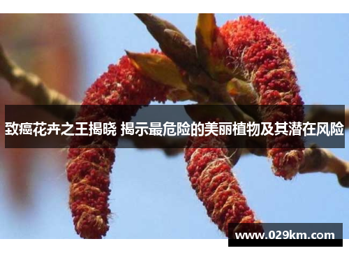 致癌花卉之王揭晓 揭示最危险的美丽植物及其潜在风险